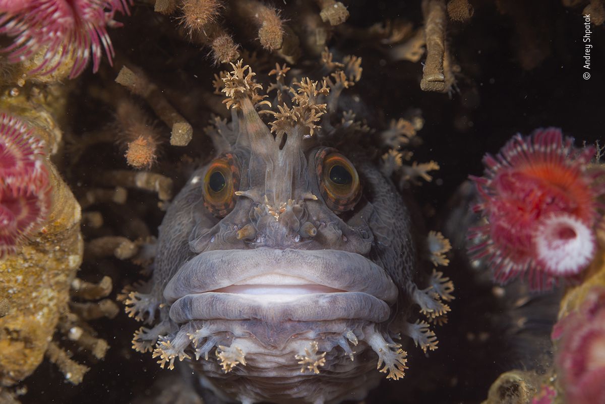 Wildlife Photographer of the Year: People&#039;s Choice Award 2020