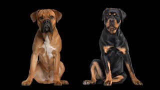 A photo of a cane corso and a rottweiler cut out on a black background