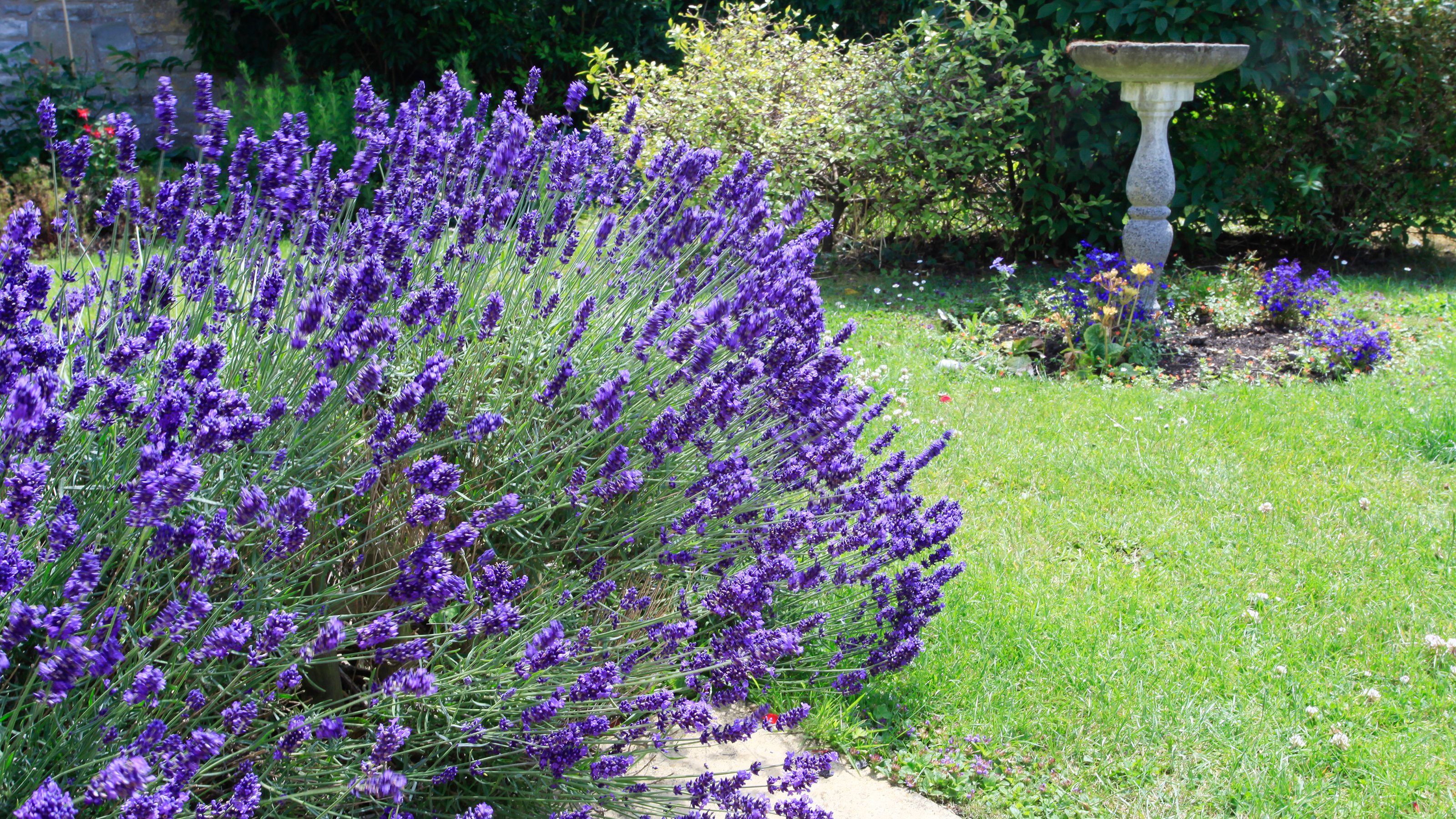 Lavender bush in garden with grass and bushes