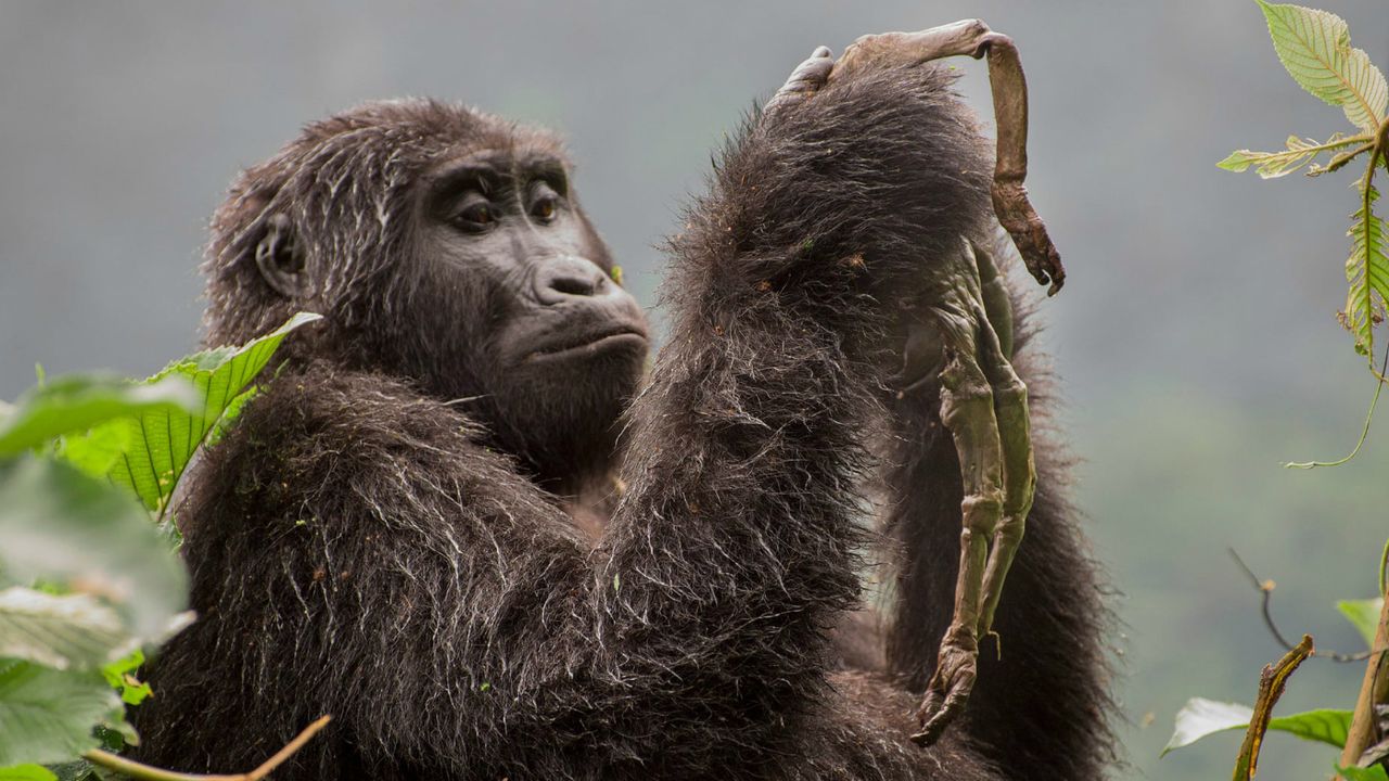 Wildlife Photographer of the Year winners
