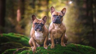 Two dogs outside sitting on moss covered boulder in forest