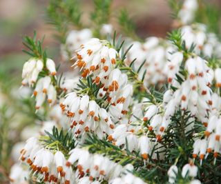 White winter heath flowers