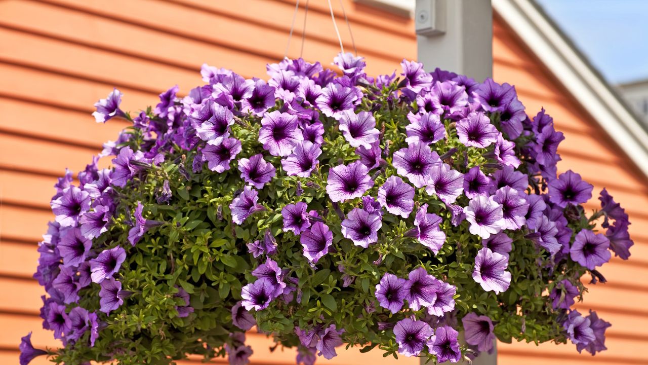 A hanging basket full of purple petunias against the side of a house