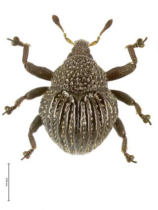New New Guinea Weevil