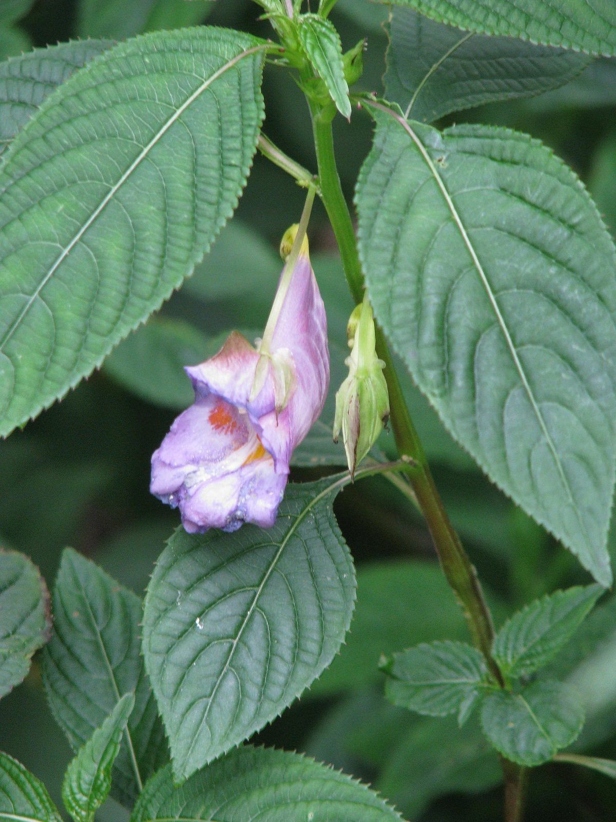 Impatiens Arguta Plant