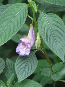 Impatiens Arguta Plant