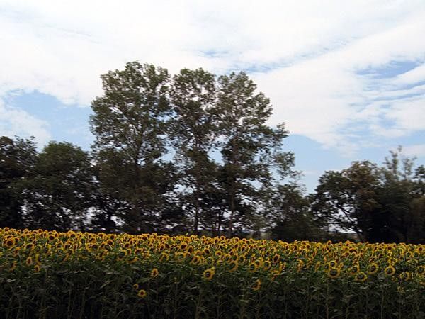 Sunflowers typical of this area.