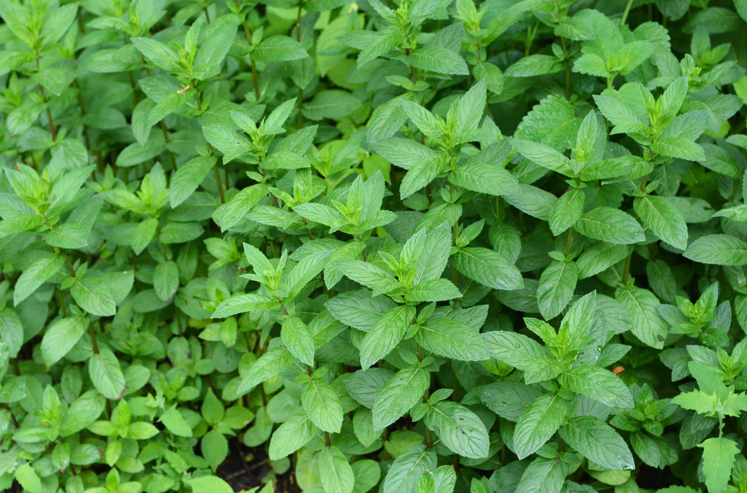 Many leaves of mint