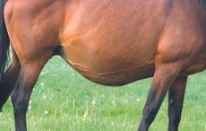 MAIN-Pregnant-Mare_119432242_217180392_120184681_217180392.jpg