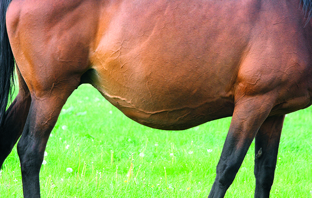 MAIN-Pregnant-Mare_119432242_217180392_120184681_217180392.jpg
