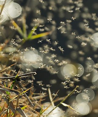 Swarm of mosquitoes in a field