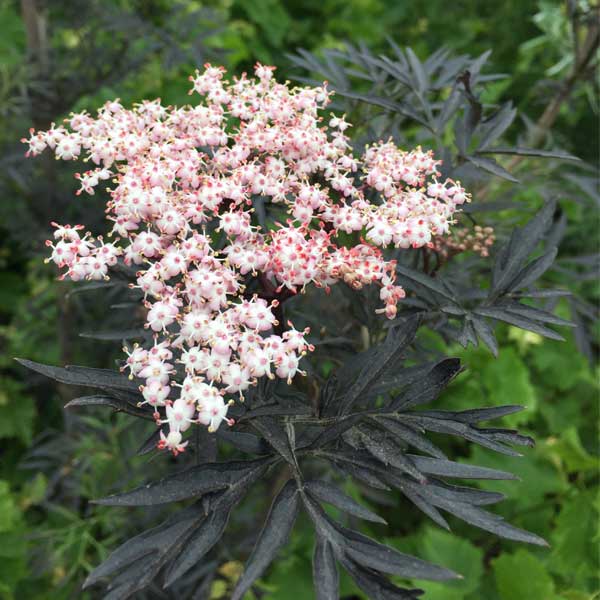 Black Lace&amp;reg; Elderberry