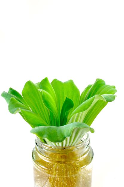 Leafy Green Plant Growing In A Mason Jar