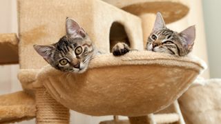 Two kittens lying in sunken hammock on DIY cat tree