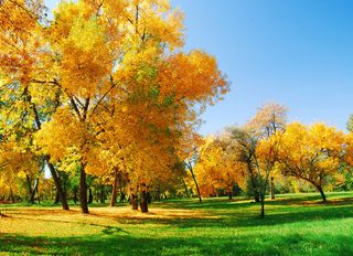 The colorful foliage of autumn