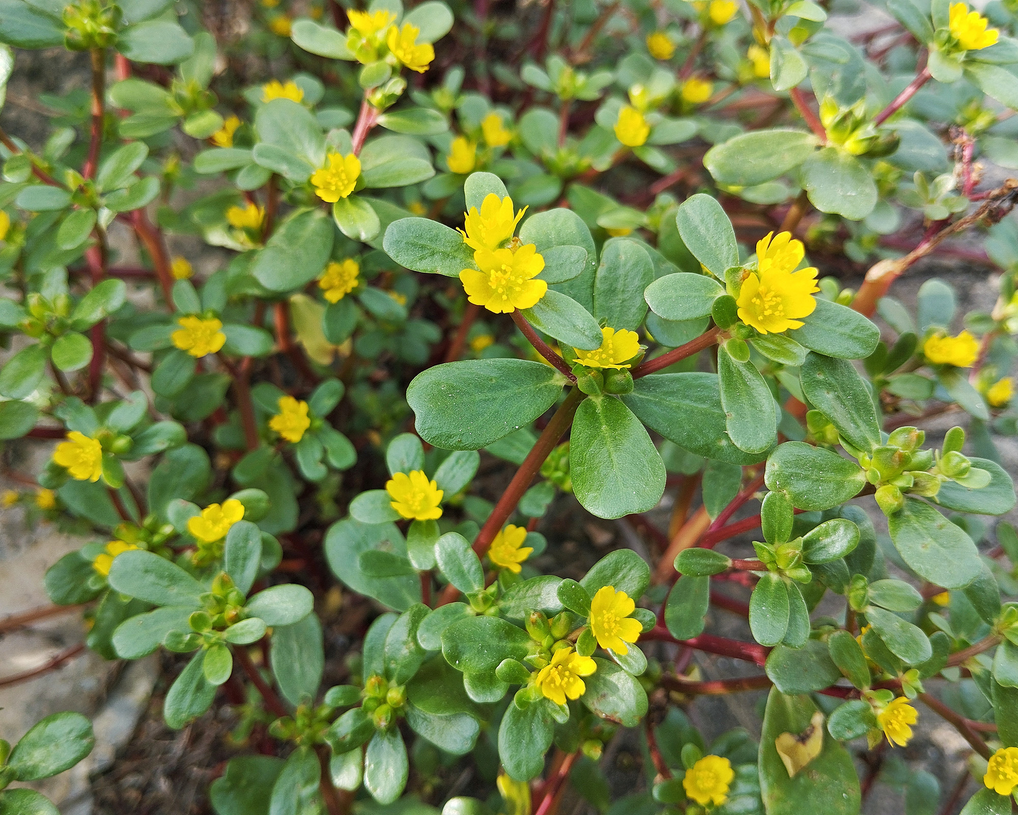 Common purslane plant (Portulaca oleracea) in outdoor garden, close-up