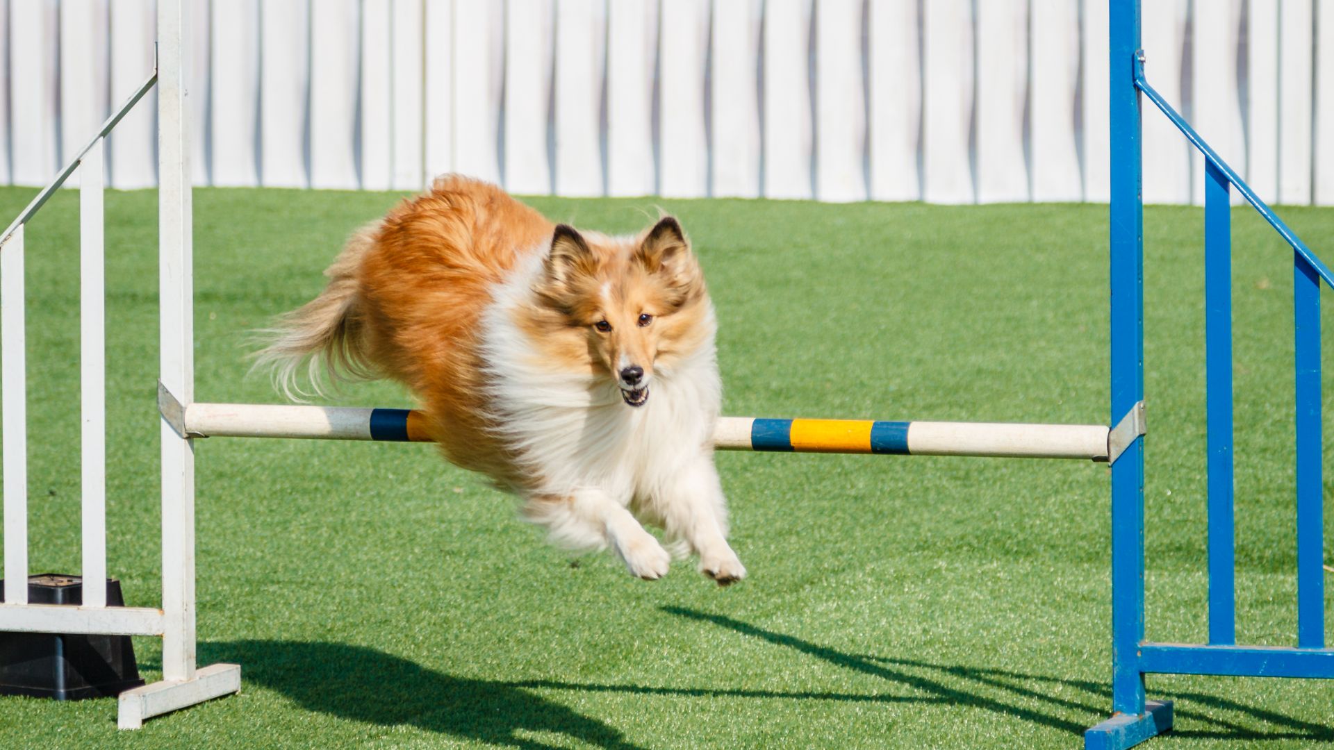 shetland sheepdog jumping a hurdle