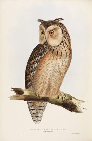 Eastern Great Horned Owl (Bubo ascalaphus) from John Gould FRS, The Birds of Europe (London, 1832–7), vol. 1