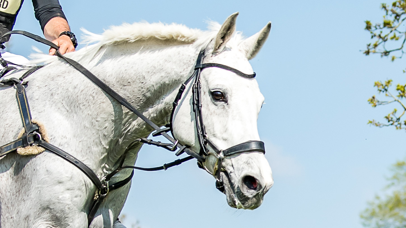 Warren Lamperd's popular five-star eventer Silvia is loving her new role as an elite schoolmistress
