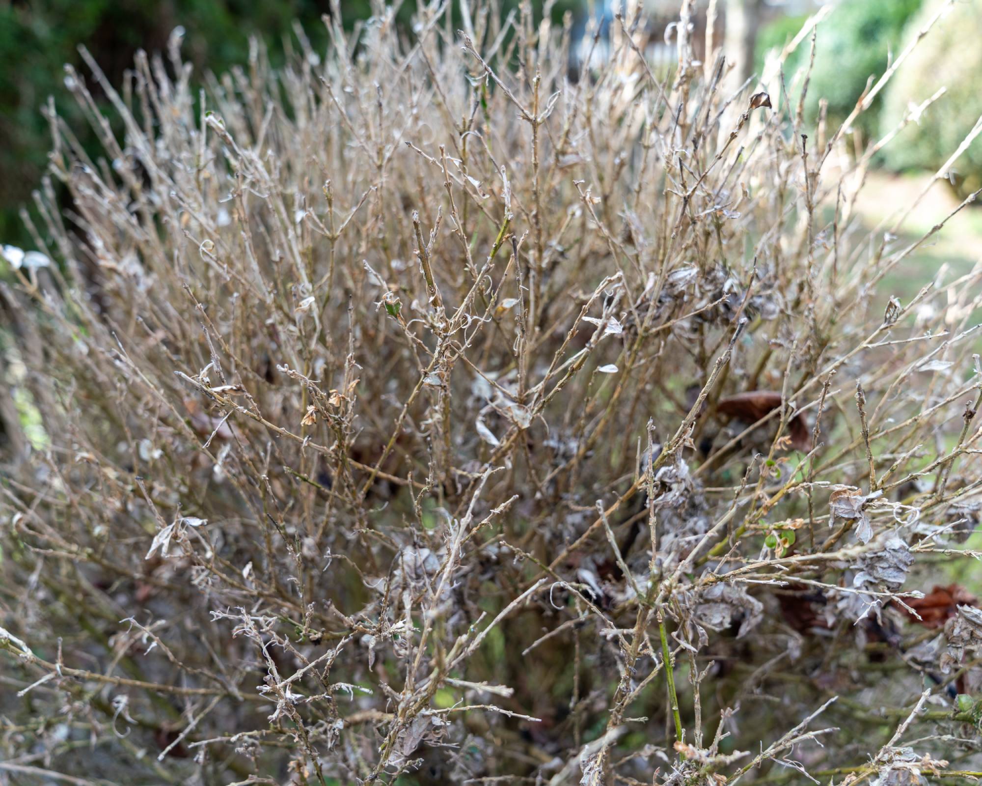 Box tree moth damage to boxwood shrub