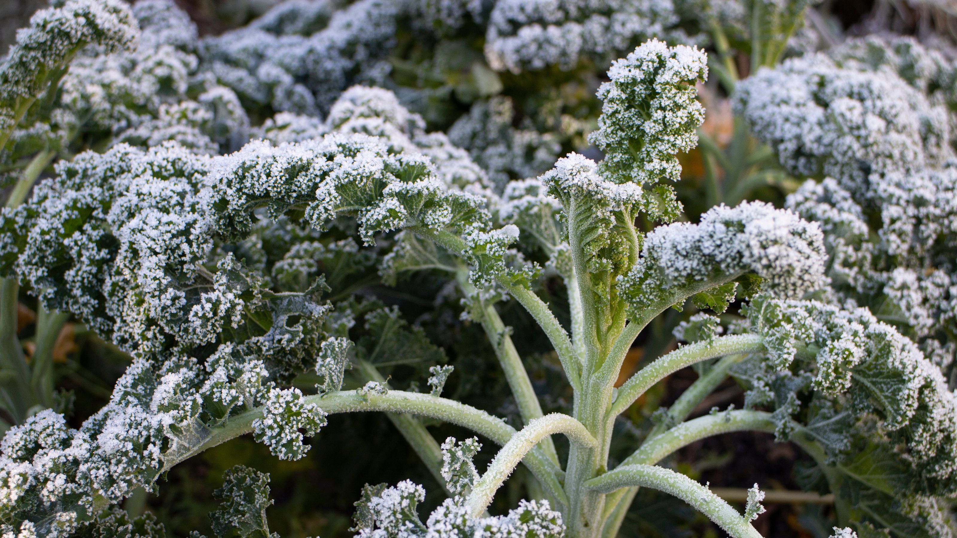 Kale covered in frost