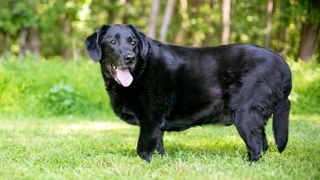 Overweight labrador