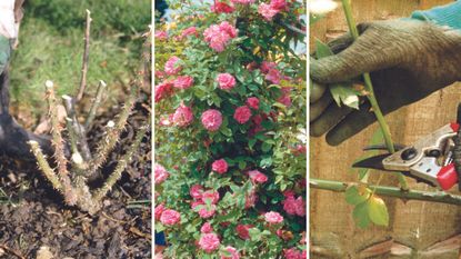 Compilation image showing how to prune roses with roses stem cut backl and a pink rose bush in bloom