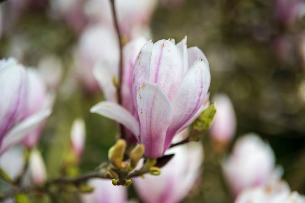 Viltrox AF 55mm f/1.8 Evo sample image