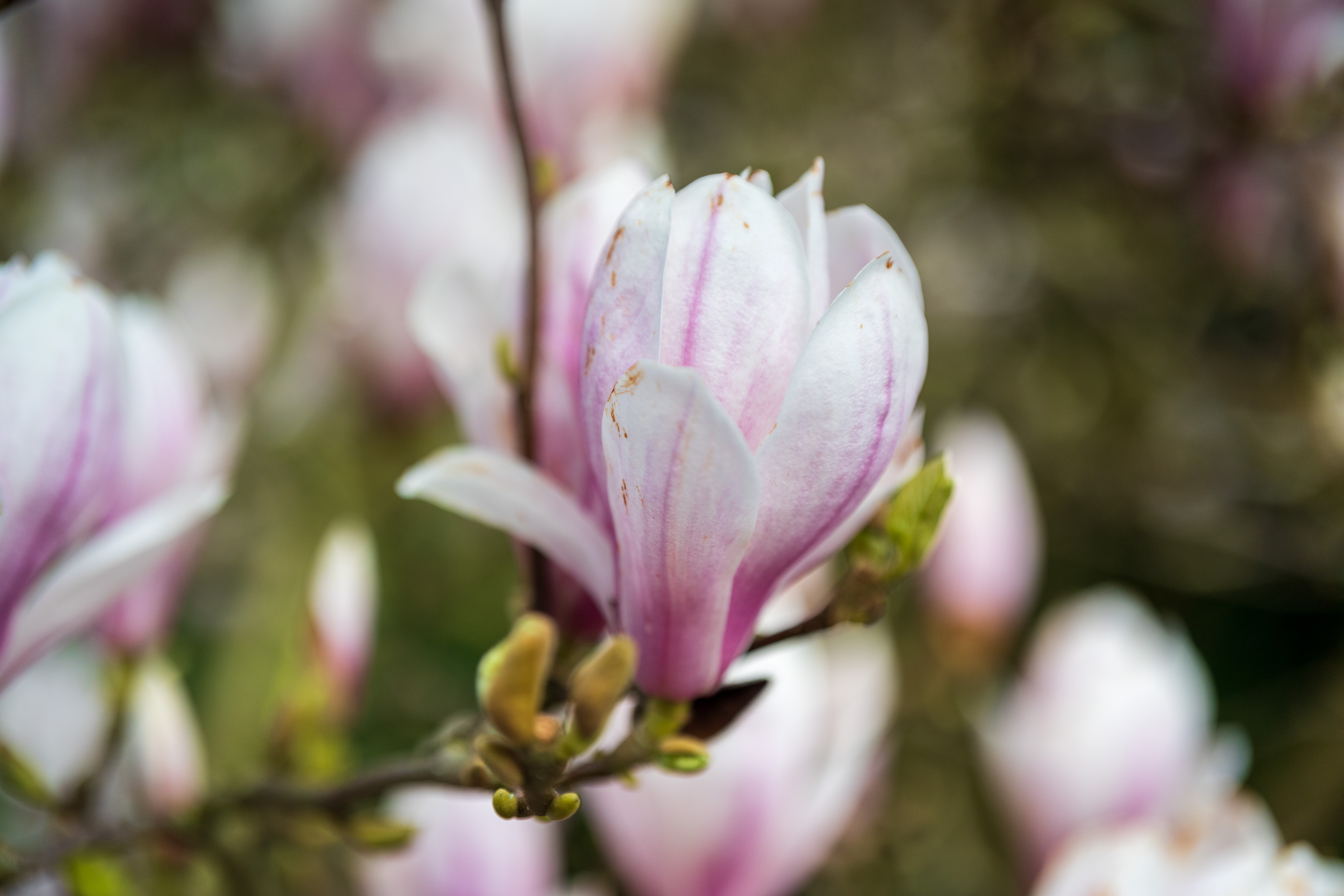 Viltrox AF 55mm f/1.8 Evo sample image