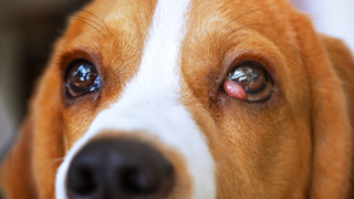 Cherry eye in dogs shown on a beagle dog