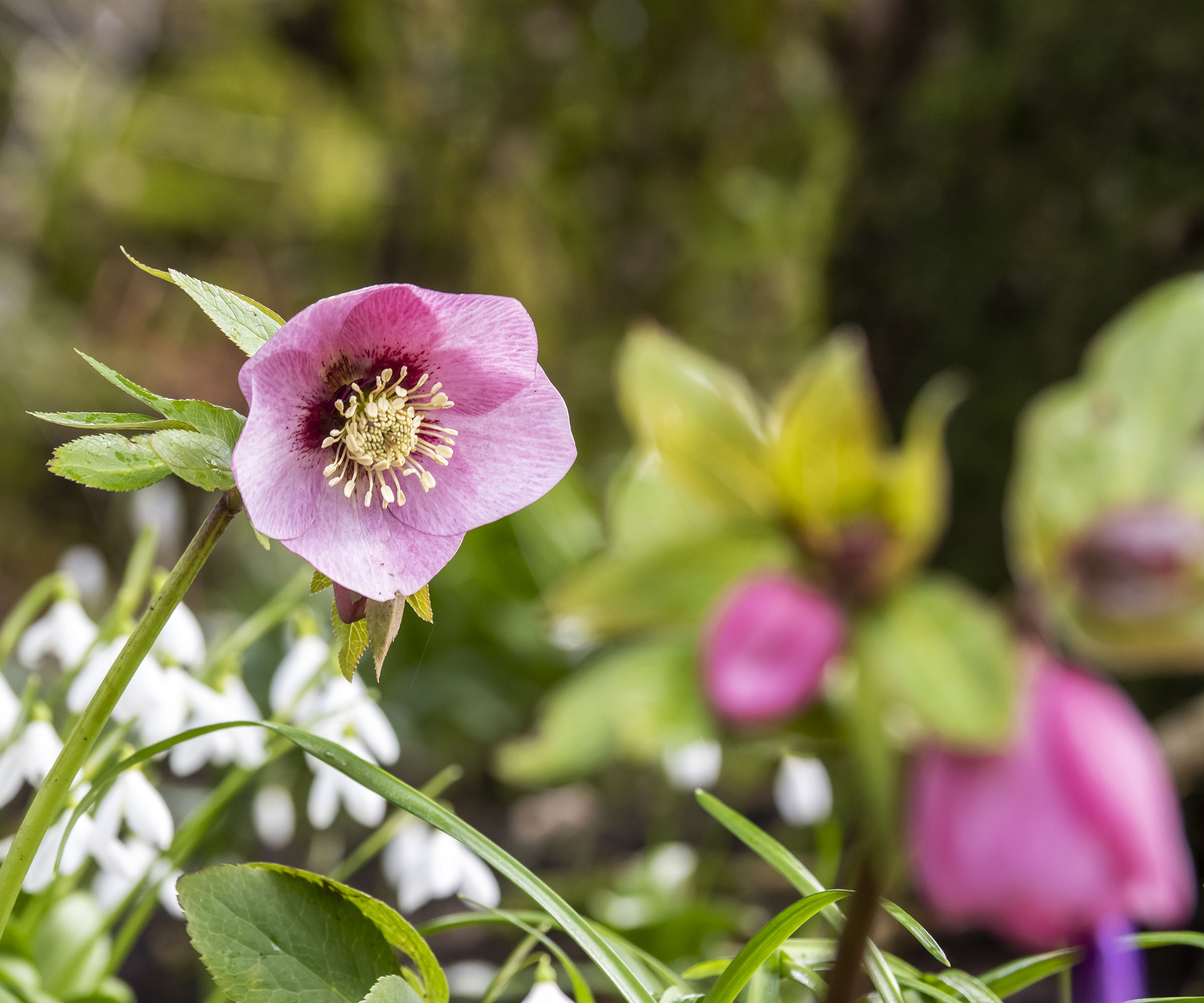 Snowdrops and hellebores (lenten roses) blooming together