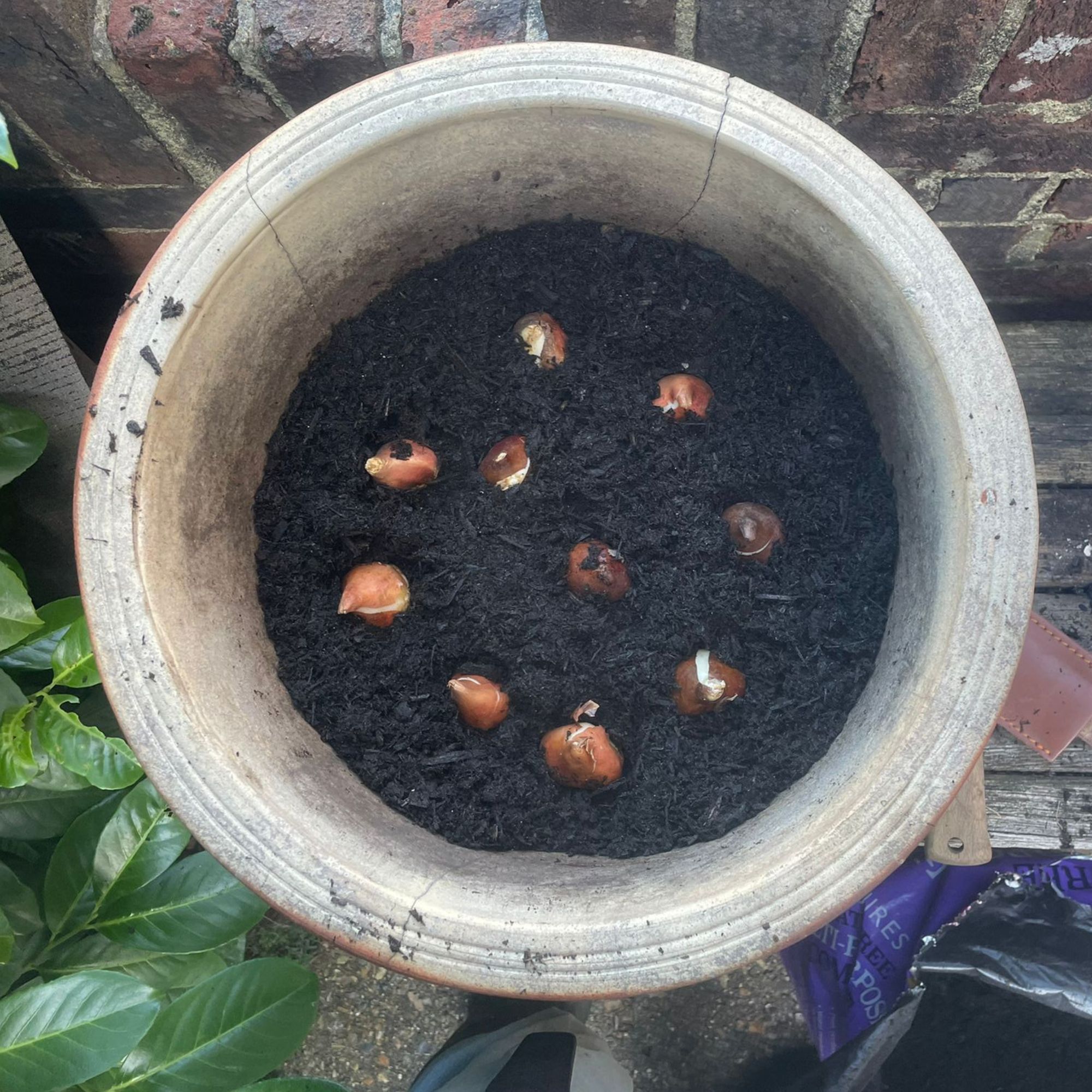 Bulb lasagne in a pot: step by step