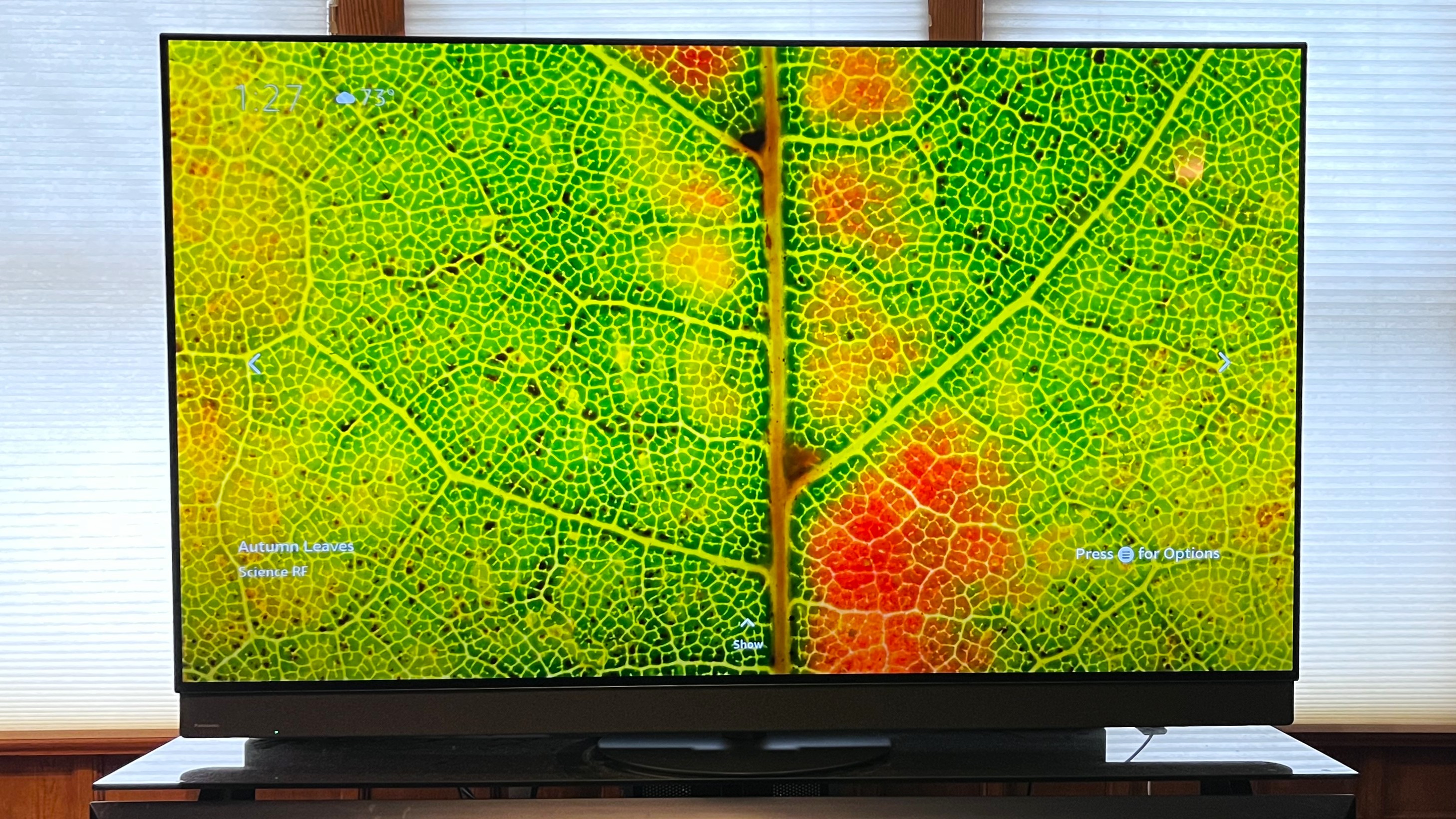 Panasonic z95b showing image of leaf