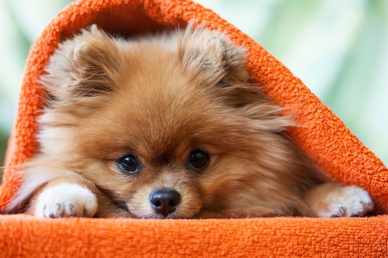 A Pomeranian dog in a blanket