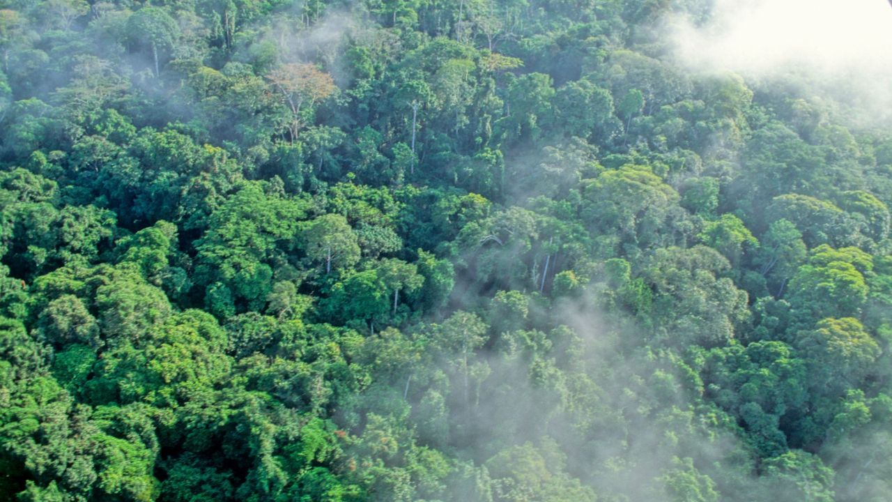 forest in Western Gabon