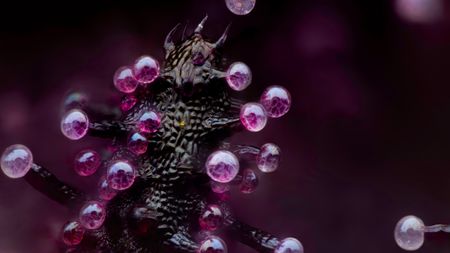 Leaf of a cannabis plant. The bulbous glands are trichomes. The bubbles inside are cann.