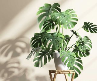 monstera plant on stool