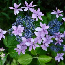 Pink and purple mountain hydrangea serrata