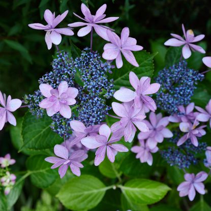 Pink and purple mountain hydrangea serrata