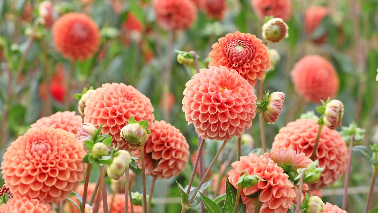 Peach-coloured pom-pom dahlias in a sunny garden border