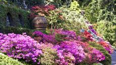 Plants for a pink summer border