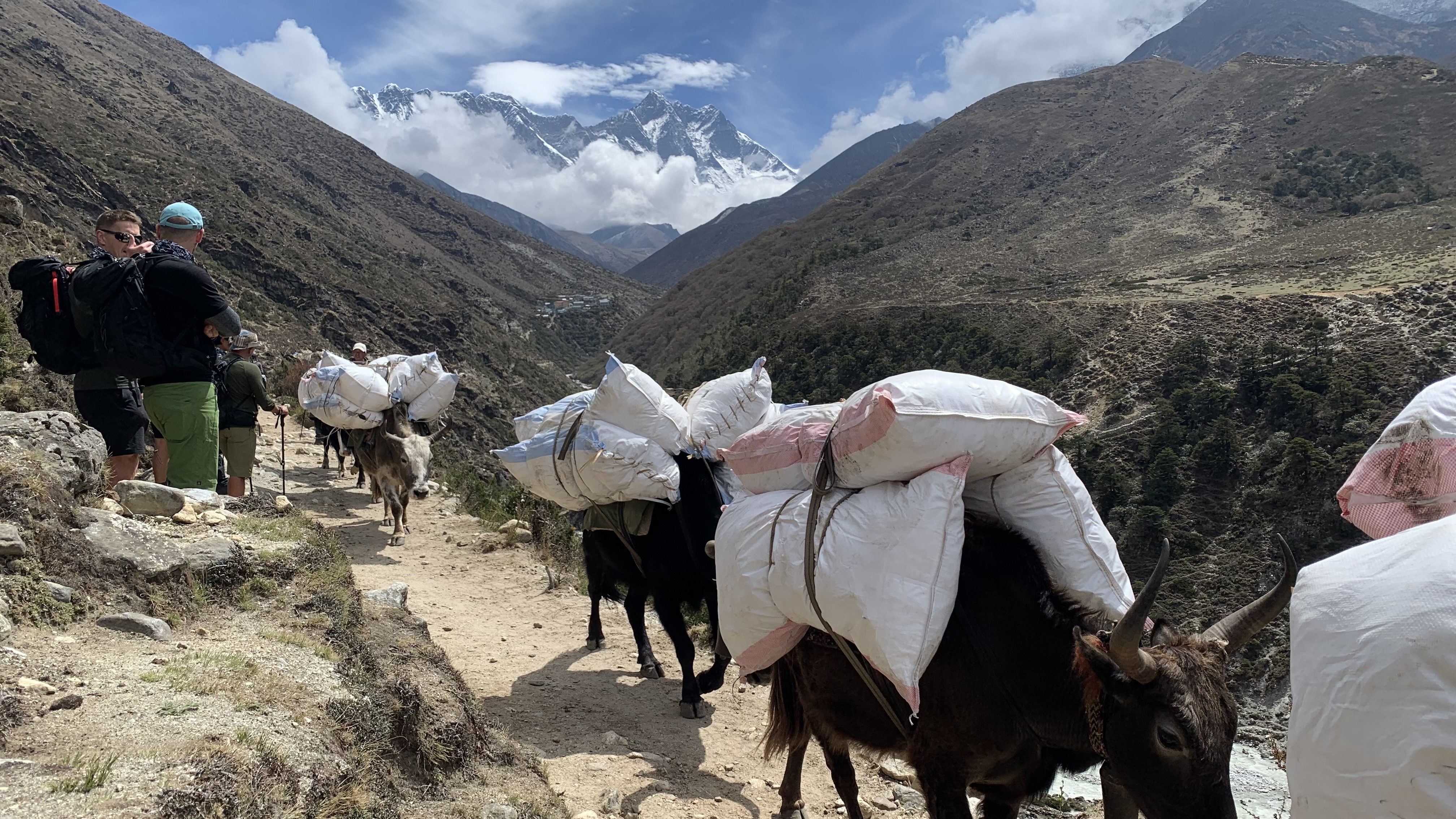 Yaks carrying gear on the trek to Everest Base Camp