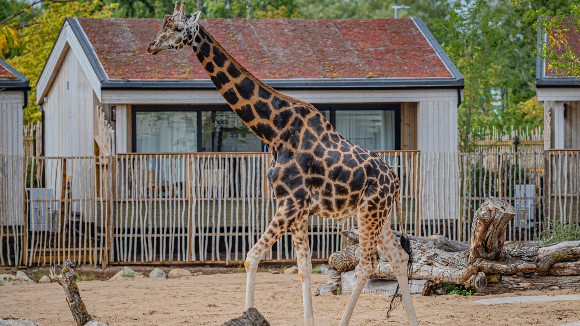Giraffe in paddock at Chester Zoo