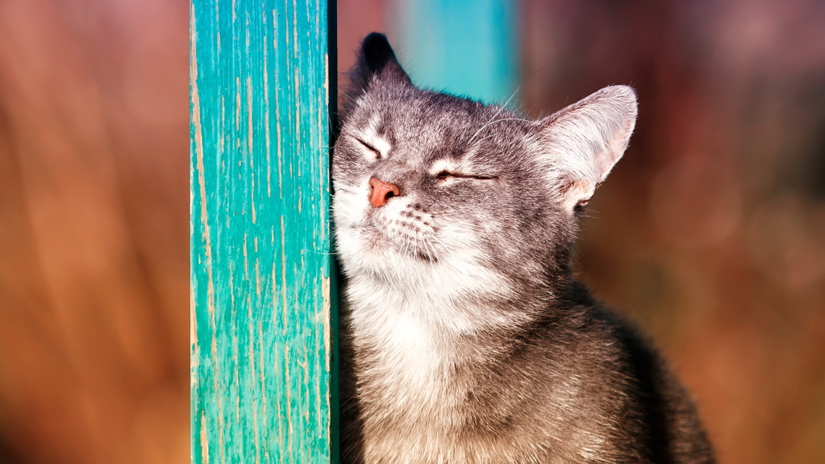 Grey kitten rubbing their face on a blue table leg