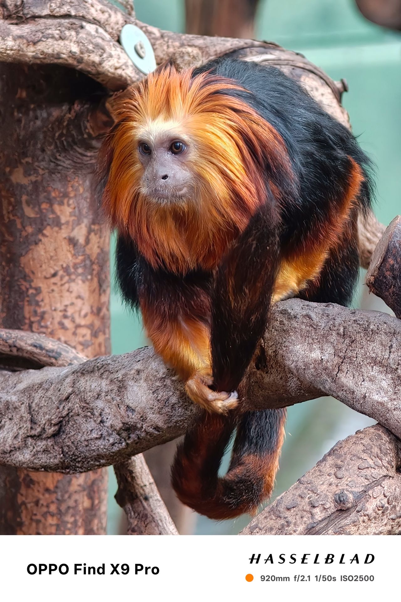 A small monkey holding its tail perched on a tree branch