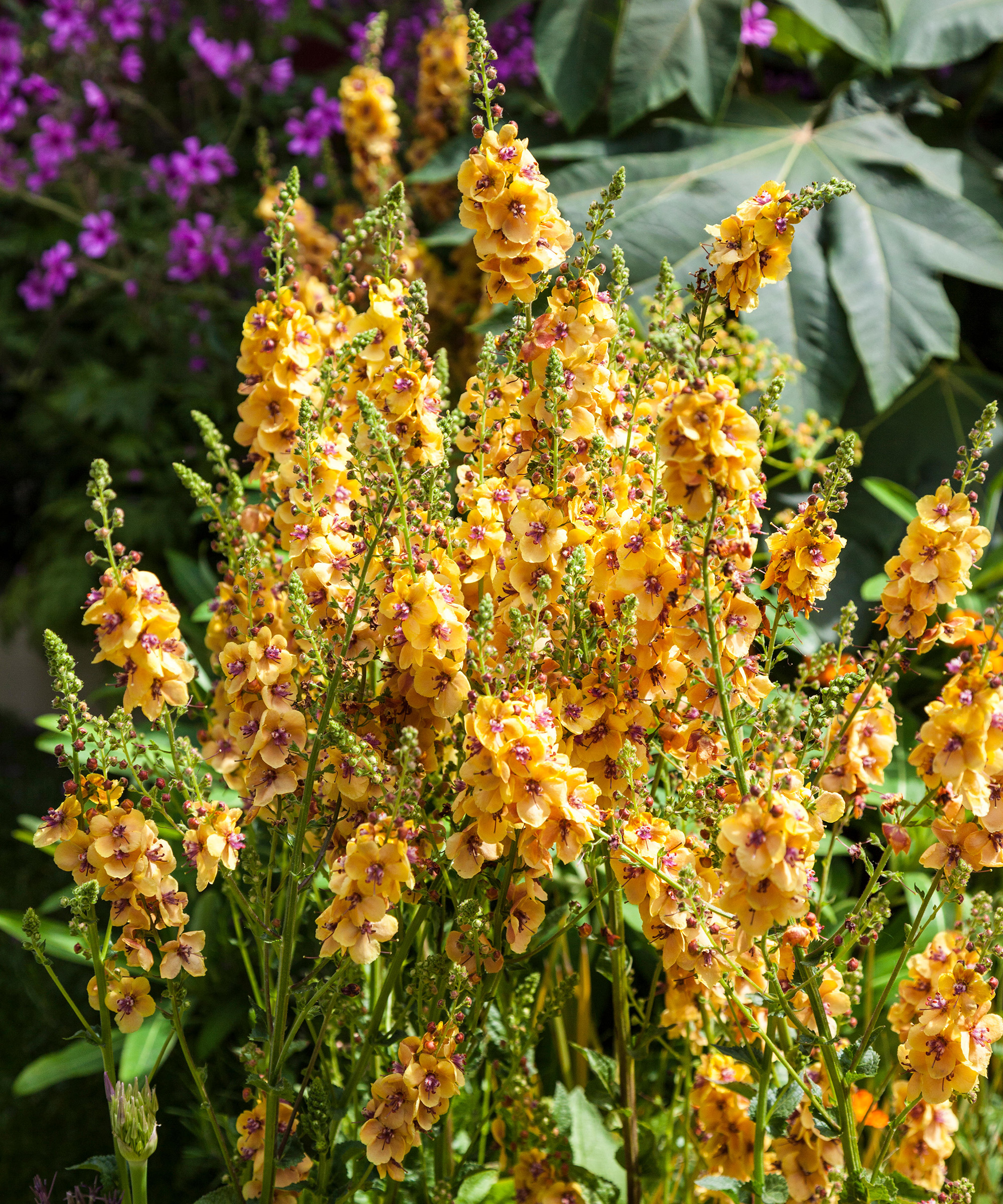 Verbascum 'Clementine'