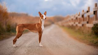 Ibizan Hound standing in the road
