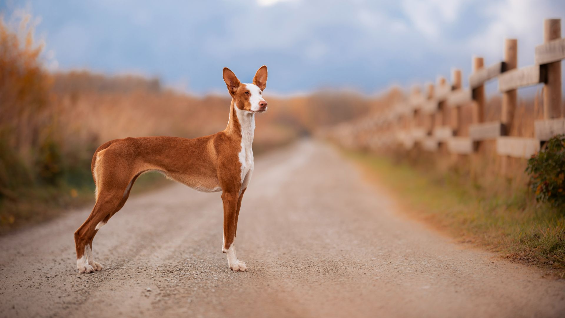 Ibizan Hound standing in the road