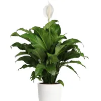 Peace Lily | $49.97 at Walmart