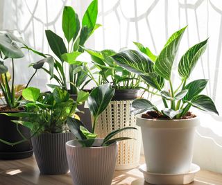 Group of houseplants sit on ledge near sunny window with sheer curtain